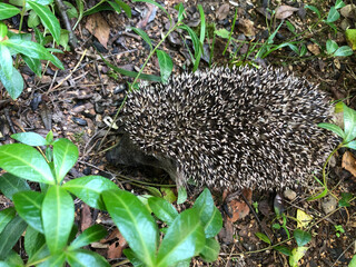 hedgehog in the grass