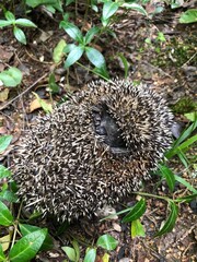 hedgehog in the grass © Анна Сенаторова