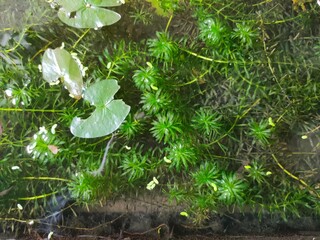 Egeria densa