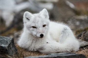 Lis polarny na południowym Spitsbergenie