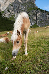 Grazing horses in summer on the italian alps mountains