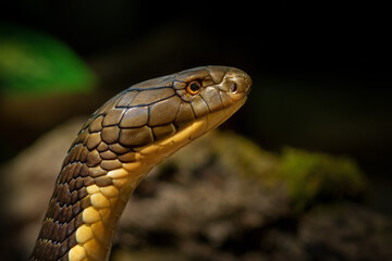 Animal World - Cobra King