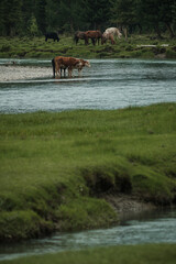 Cows grazing in summer in a meadow in the Altai Mountains
