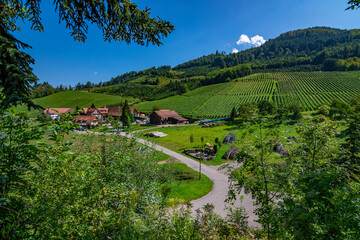 Fototapeta na wymiar The path in the German vineyards in Durbach in the Black Forest on a sunny summer day 