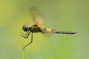 
Rhyothemis phylis.
The yellow-black color on the wings makes this dragonfly easy to spot. Very interesting and used to live in groups.