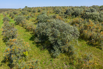 Altai mountains. Sea-buckthorn plantations in autumn. Aerial view.