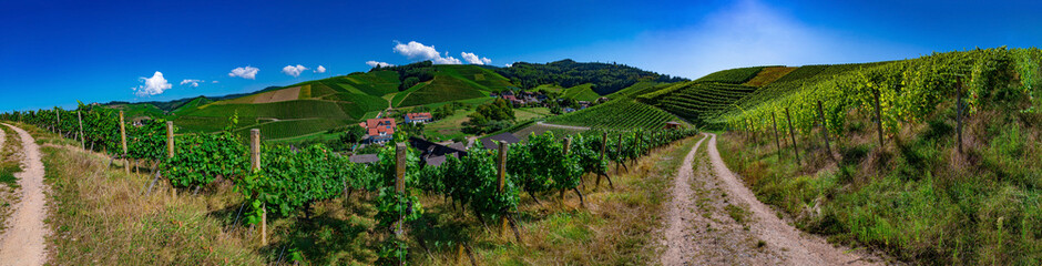 The path in the German vineyards in Durbach in the Black Forest on a sunny summer day 