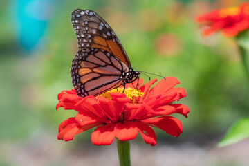 butterfly on flower