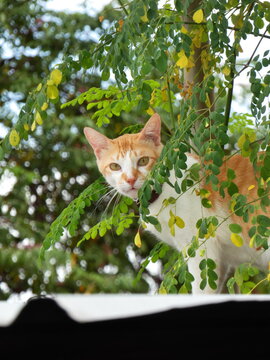 cat on the tree