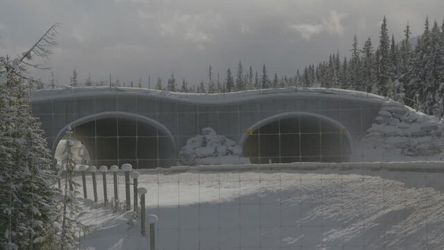Forest Fence | Overpass Tunnel, Canadian Rockies