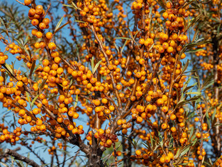 Altai mountains. Sea-buckthorn plantations in autumn. Ripe sea-buckthorn berries.