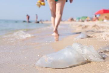 On the sandy beach jellyfish and people resting. Invasion of jellyfish © Alex