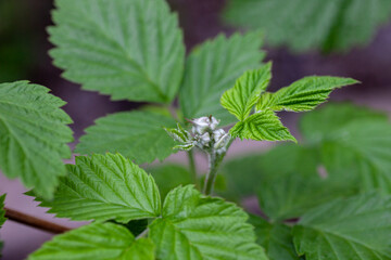 Raspberry bush on natural background. Young leaves on branch of raspberry bush in cloudy weather in...