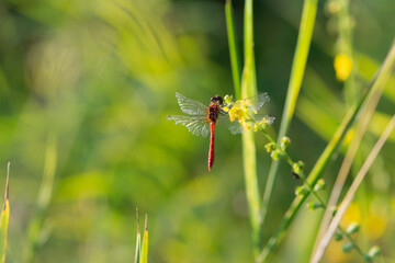 Sympetrum flaveolum. large dragonfly on wildflowers. beautiful insect sits in gras, on a green blurred background. beautiful bokeh, dragonfly predator, close-up, macro nature photo