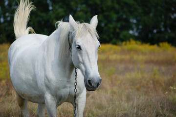 Obraz na płótnie Canvas White horse. close-up portrait of a horse. beautiful horse on dry grass in the field. Arabian horse standing in an agriculture field with dry grass in sunny weather. strong, hardy and fast animal.