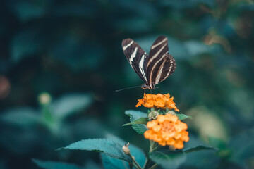 Butterfly  is flying over grass and flowers
