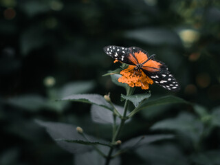 Obraz premium Butterfly is flying over grass and flowers 