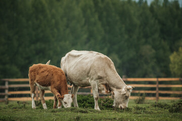 Cows grazing in summer in a meadow in the Altai Mountains