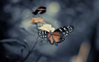 Butterfly  is flying over grass and flowers
