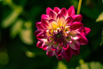 Butterfly  is flying over grass and flowers

