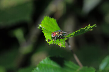 calliphora vicina fly macro photo