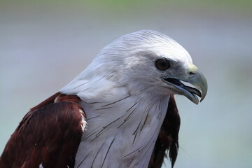 White Body and Brown Winged Eagle. Closeup Image. 