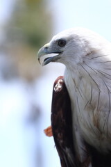 White Body and Brown Winged Eagle. Closeup Image. 