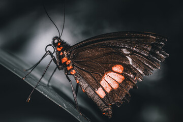 Butterfly  is flying over grass and flowers
