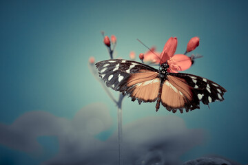 Butterfly  is flying over grass and flowers
