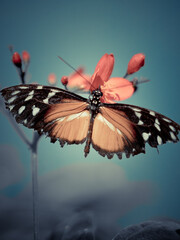 Butterfly  is flying over grass and flowers
