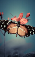 Butterfly  is flying over grass and flowers

