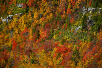 autumn foliage