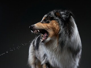 The dog catches splashes, wings. Wet pet. Funny Sheltie on black