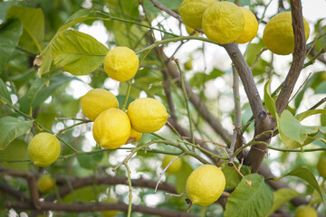 Lemon tree