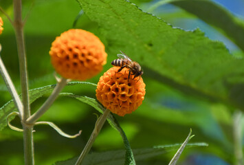 A bee pollinates an orange ball tree flower (Buddleja globosa) in the UK.