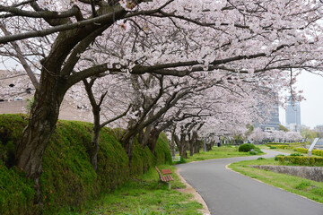 Fototapeta na wymiar sakura path