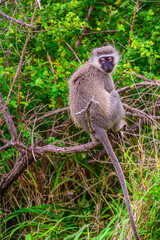 A sitting Vervet monkey in NP Kruger in South Africa.