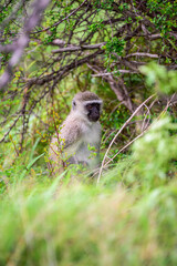 A sitting Vervet monkey in NP Kruger in South Africa.