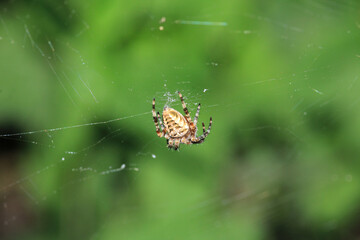 mangora acalypha spider macro photo
