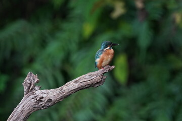 kingfisher on the branch