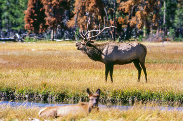 Obraz na płótnie Canvas Elk