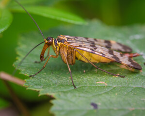 Skorpionsfliegen (Panorpidae) auf einem Blatt