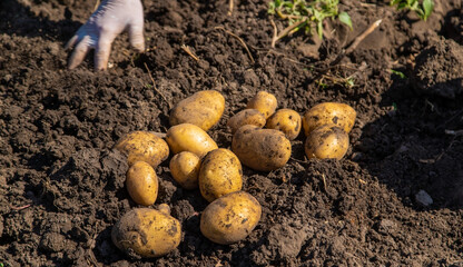 Digging potatoes. Harvest potatoes on the farm. Environmentally friendly and natural product.