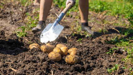 Digging potatoes. Harvest potatoes on the farm. Environmentally friendly and natural product.