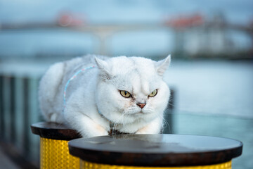The white British shorthair puppet cat lying on the shore pillar is looking forward viciously.
 - obrazy, fototapety, plakaty