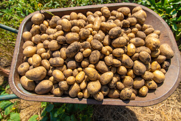 Digging potatoes. Harvest potatoes on the farm. Environmentally friendly and natural product.