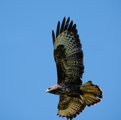 Mäusebussard (Buteo buteo) im Flug