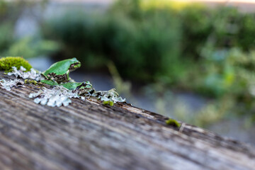 川辺で座る日本の夏の緑色の2匹の小さいカエル