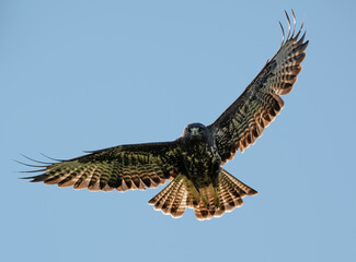 Mäusebussard (Buteo buteo) im Flug