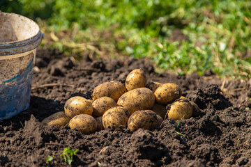 Digging potatoes. Harvest potatoes on the farm. Environmentally friendly and natural product.